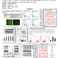 高糖環(huán)境下PEDF升高誘導(dǎo)血管內(nèi)皮細(xì)胞凋亡分子機(jī)制