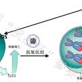 前沿抗氧化應(yīng)激醫(yī)學(xué)治療手段的探索——活體特異性有機(jī)過(guò)氧化物生物傳感器的開(kāi)發(fā)與應(yīng)用