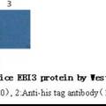 EBI3蛋白基因克隆、表達(dá)、多克隆抗體制備及其鑒定