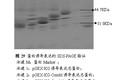 病源微生物稻瘟菌激發(fā)子幾丁質(zhì)酶與受體甘露糖凝集素互作研究