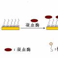 新型凝血酶電化學(xué)傳感器的制備與研究