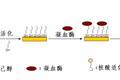 新型凝血酶電化學(xué)傳感器的制備與研究
