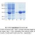 截短的豬戊型肝炎病毒ORF2基因克隆與重組蛋白的原核表達(dá)