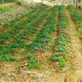 野生中草藥三葉青的人工種植與綜合開發(fā)項(xiàng)目